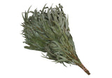 Premium Eucalyptus Sauna Whisk